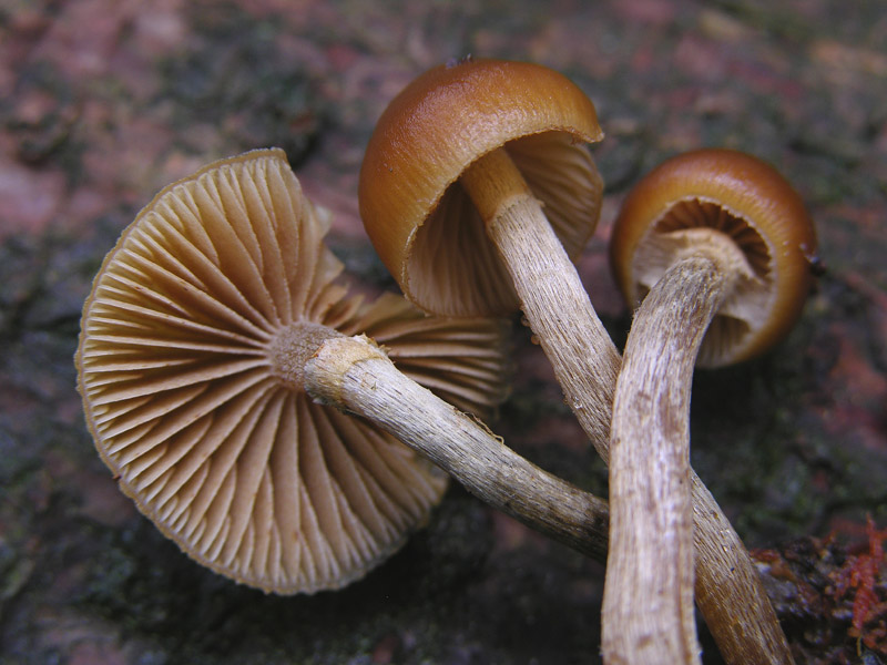 Galerina da determinare n37(2007)